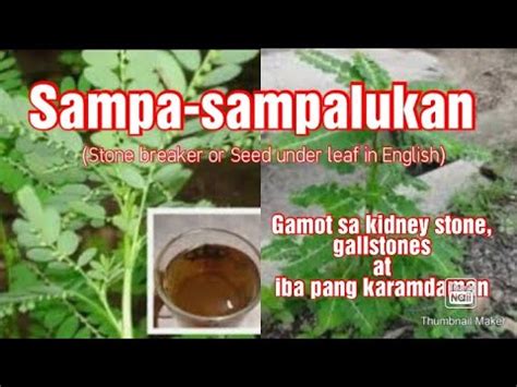 sampa-sampalukan in bisaya|HALAMANG GAMOT: .